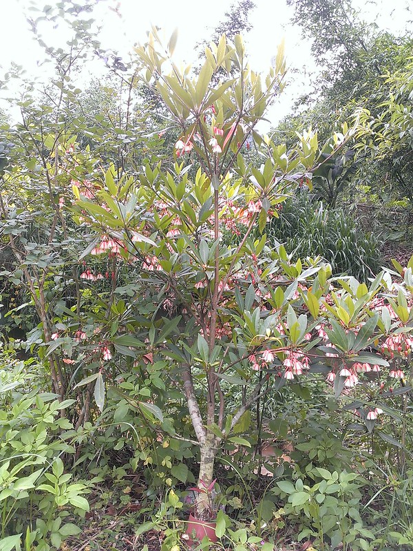 Côm hoa lớn - Elaeocarpus grandiflorus - Ảnh 8