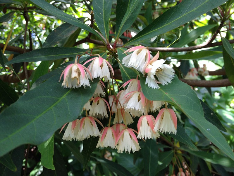 Côm hoa lớn - Elaeocarpus grandiflorus - Ảnh 9