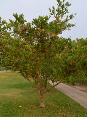 Côm hoa lớn - Elaeocarpus grandiflorus