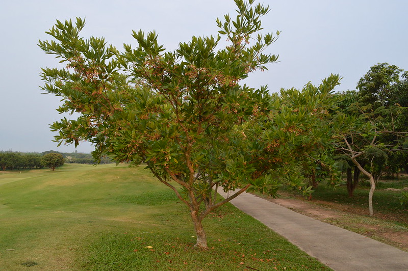Côm hoa lớn - Elaeocarpus grandiflorus