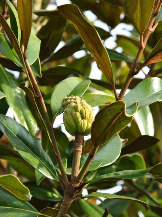 Da hợp ( Sen đất ) - Magnolia grandiflora - Ảnh 3