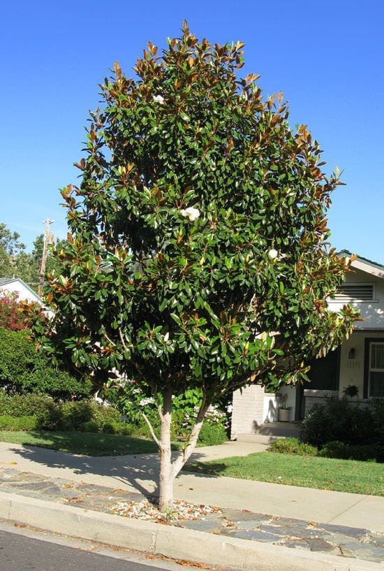 Da hợp ( Sen đất ) - Magnolia grandiflora - Ảnh 2