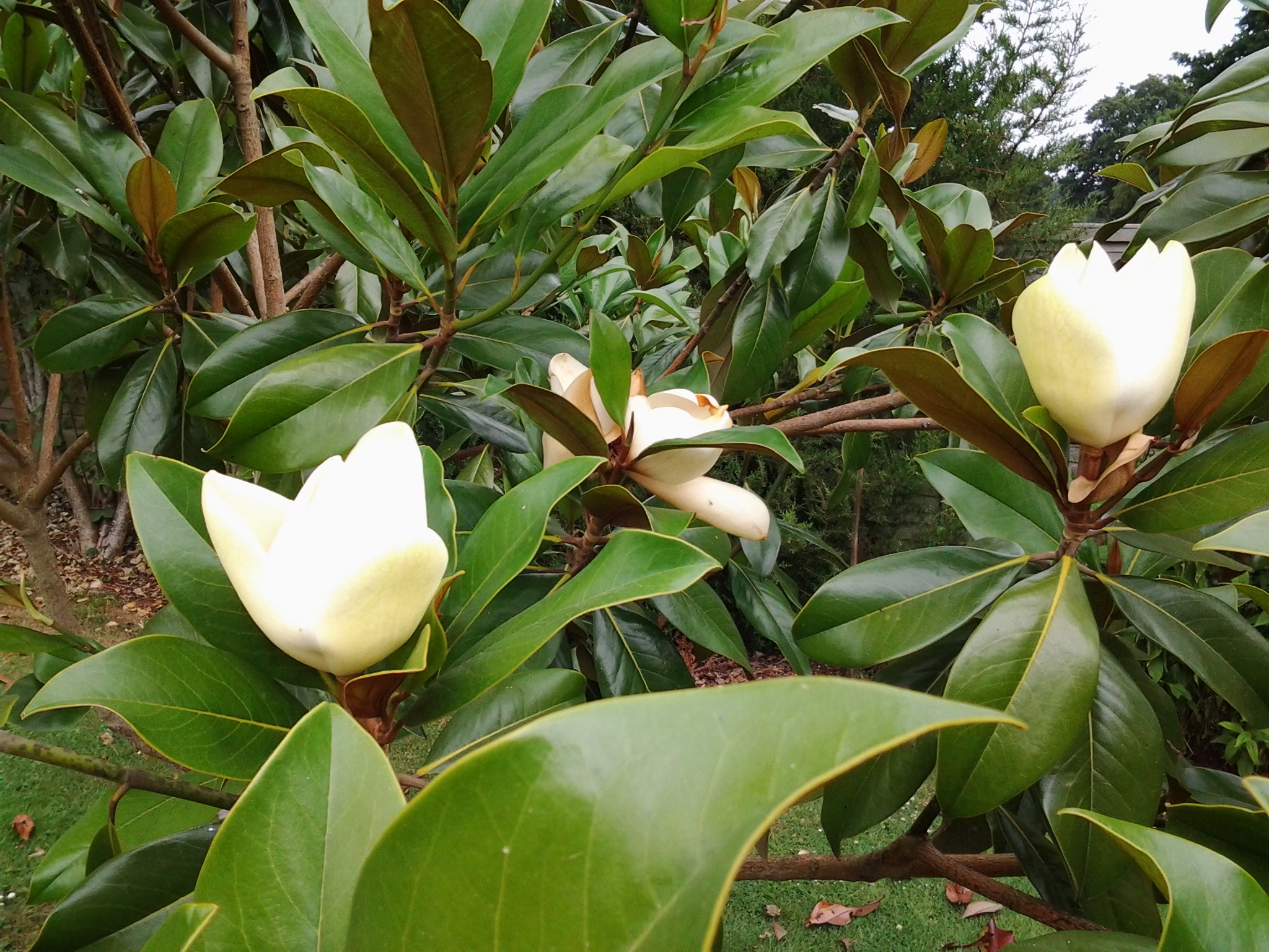 Da hợp ( Sen đất ) - Magnolia grandiflora - Ảnh 4