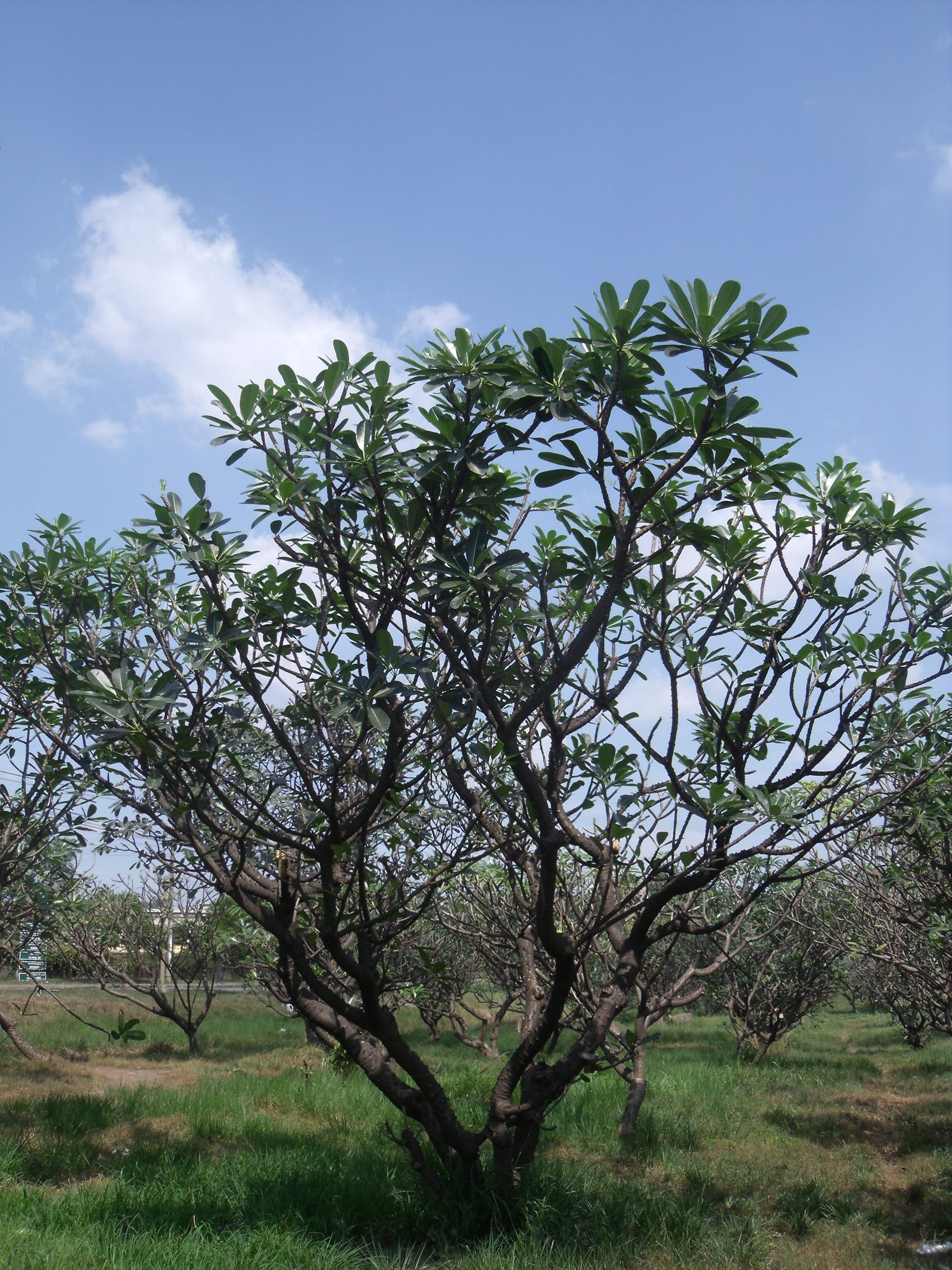 Đại lá tù - Plumeria obtusa - Ảnh 5