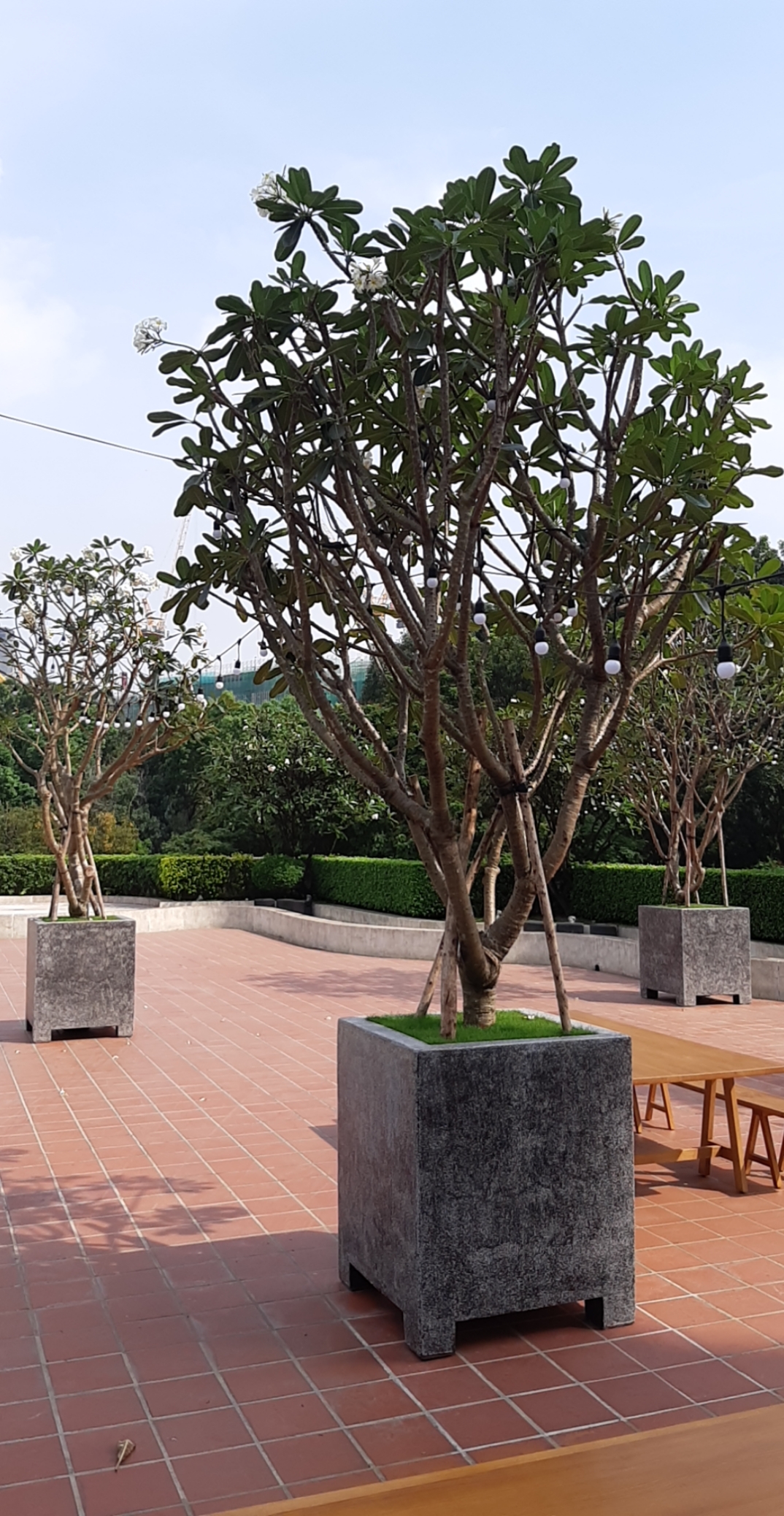 Đại lá tù - Plumeria obtusa - Ảnh 4