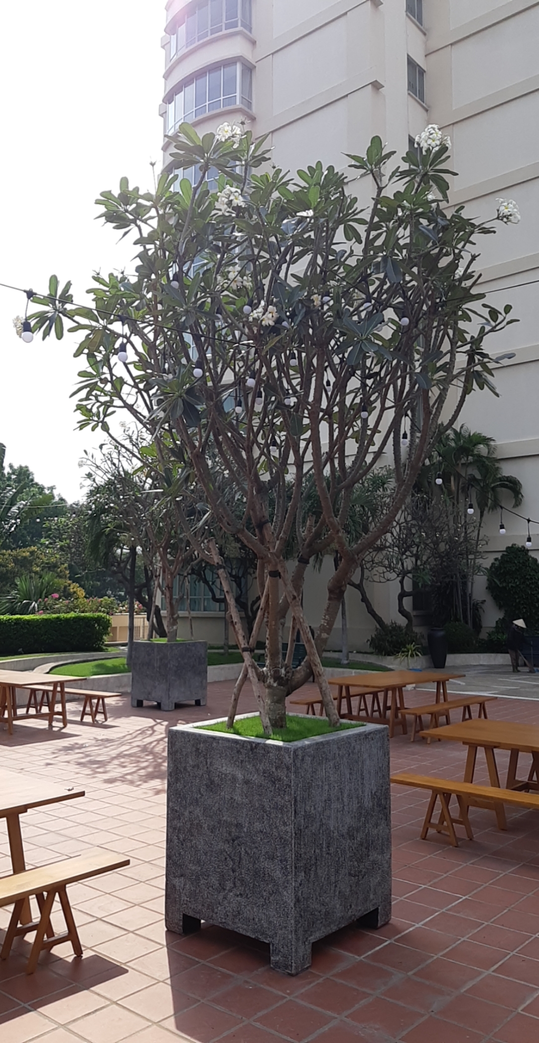 Đại lá tù - Plumeria obtusa - Ảnh 3