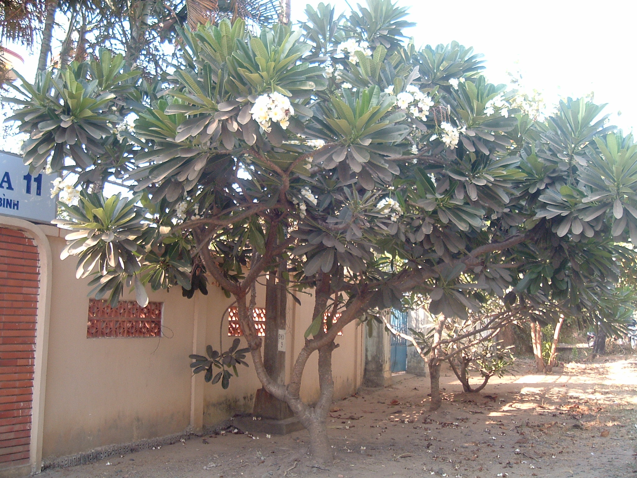 Đại lá tù - Plumeria obtusa - Ảnh 2