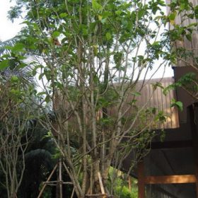 danh danh thai