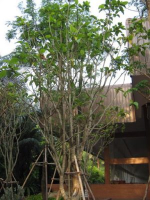 danh danh thai