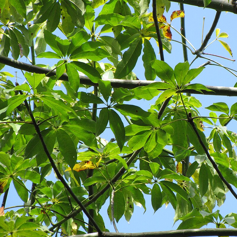 Gòn - Ceiba pentandra - Ảnh 4