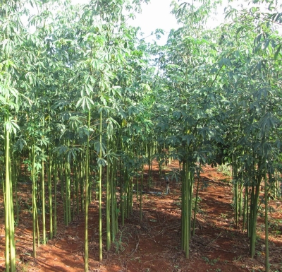 Gòn - Ceiba pentandra - Ảnh 3