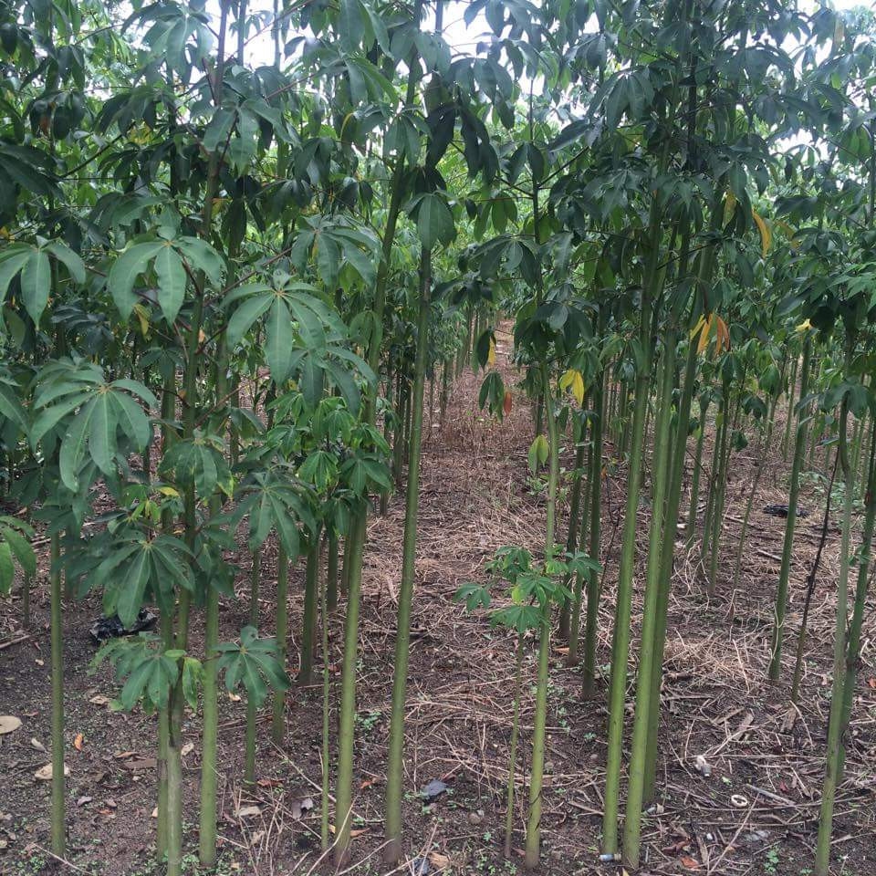 Gòn - Ceiba pentandra - Ảnh 2