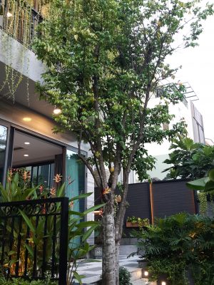 Cây khế - Averrhoa carambola
