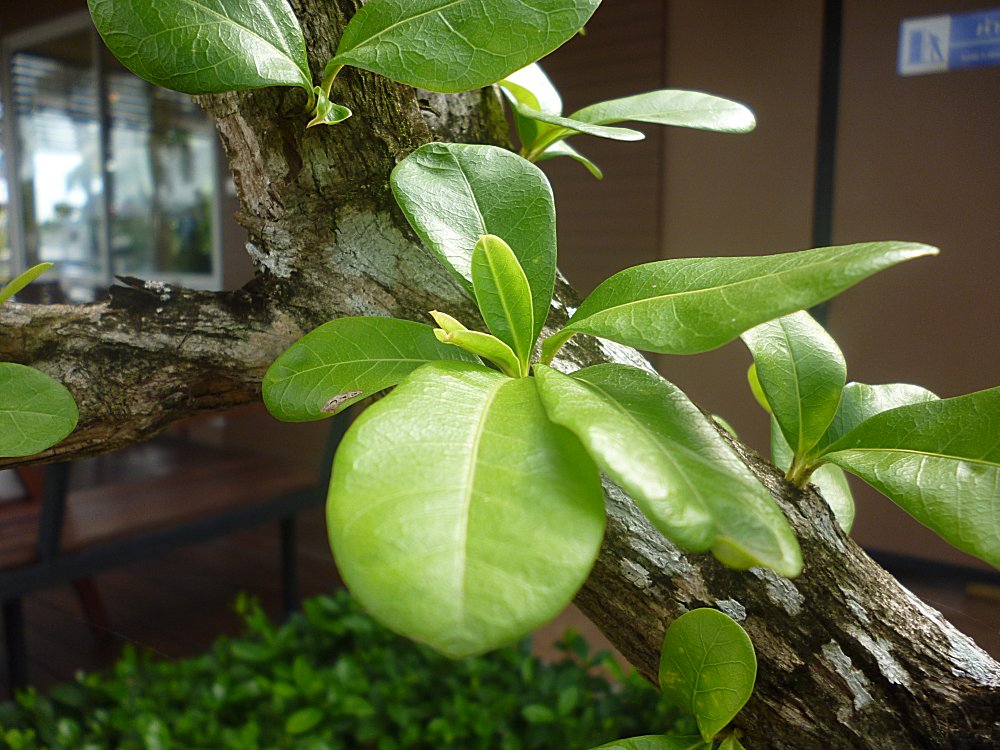 Đào tiên - Crescentia Cujete - Ảnh 4