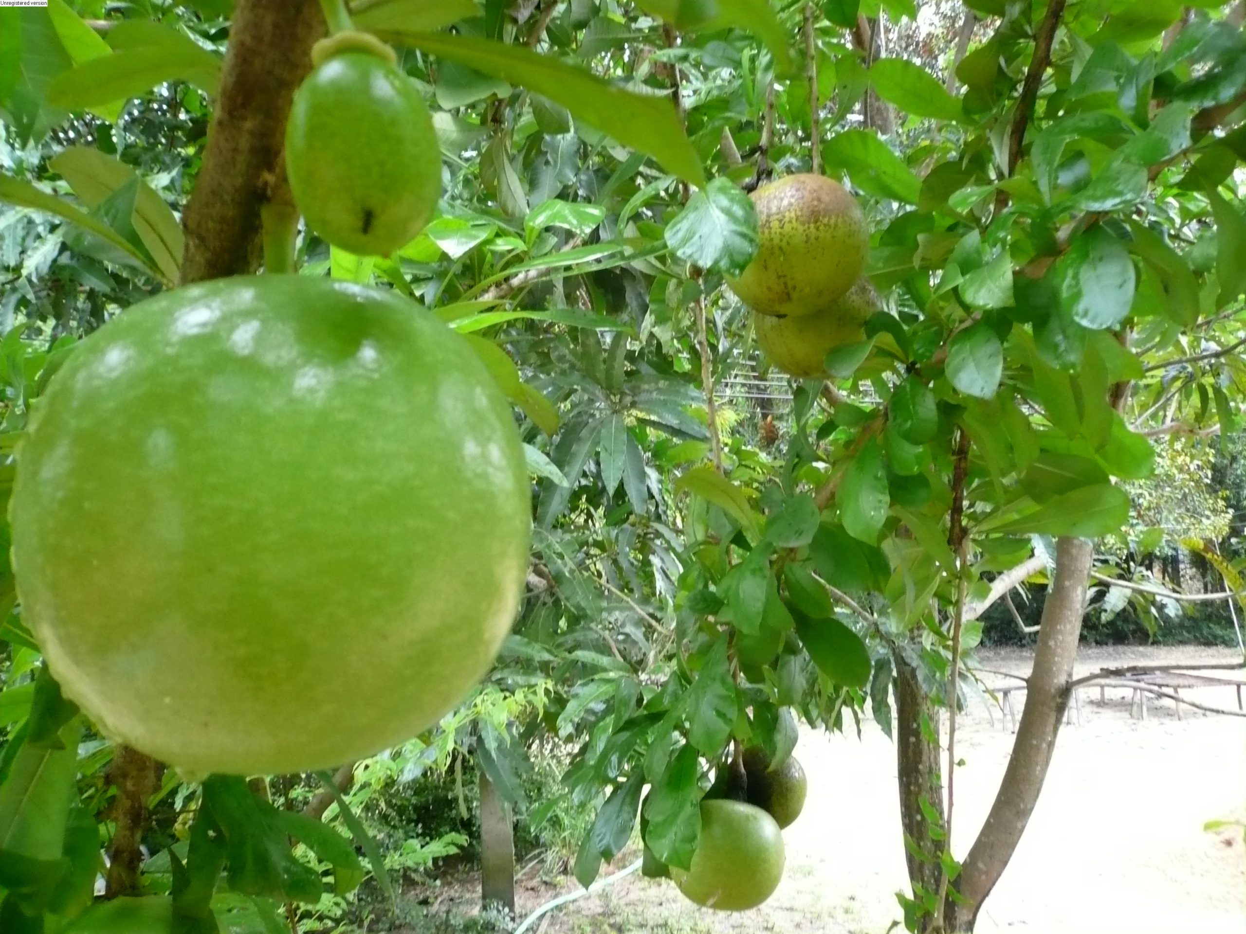 Đào tiên - Crescentia Cujete - Ảnh 3