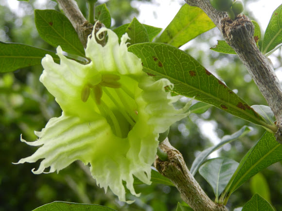 Đào tiên - Crescentia Cujete - Ảnh 2