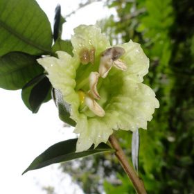 dao tien