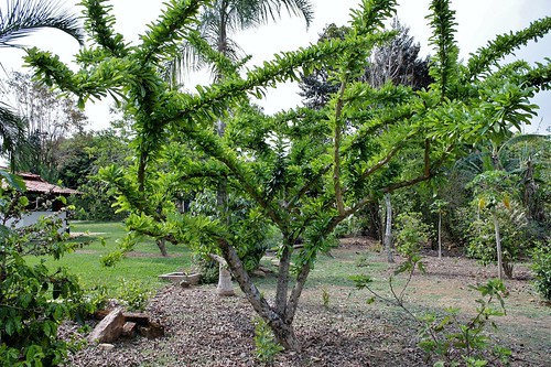 dao tien