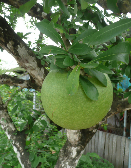 dao tien