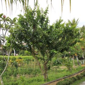 dao tien