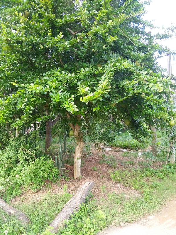 dao tien