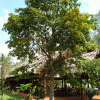 dau lan - sala