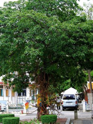 Đầu lân, Sala - Couroupita guianensis