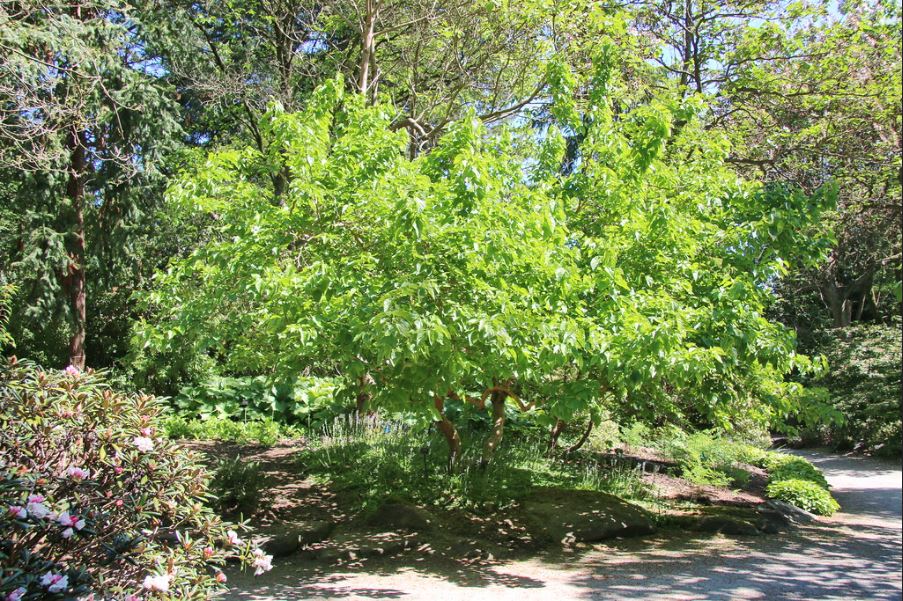 dau tam