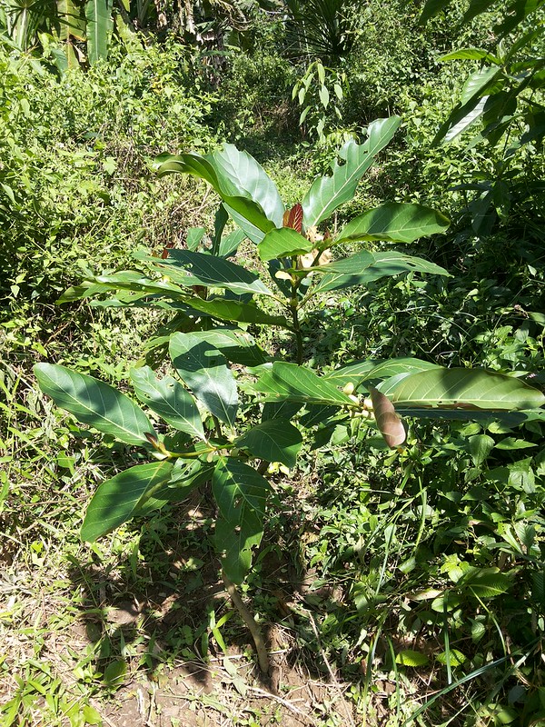 Gáo vàng - Nauclea orientalis - Ảnh 5