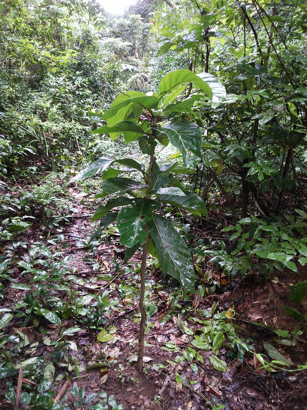Gáo vàng - Nauclea orientalis - Ảnh 4