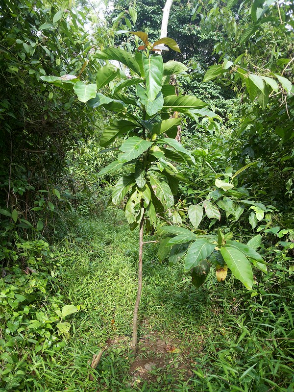 Gáo vàng - Nauclea orientalis - Ảnh 3