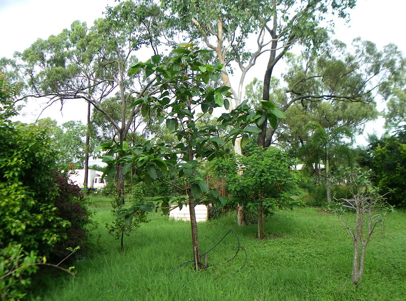 gao vang