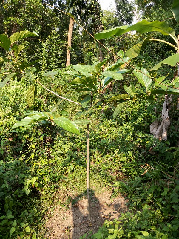 Gáo vàng - Nauclea orientalis - Ảnh 6