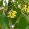 giang huong qua to