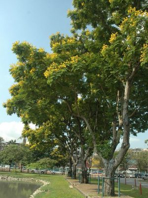 giang huong vuon
