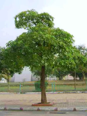 Hoa sữa ( Mò cua ) - Alstonia scholaris