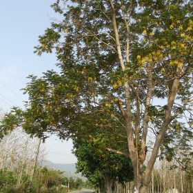 hoang linh - lim vang