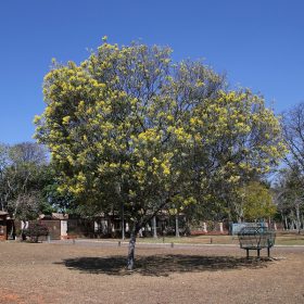 keo la tron ( mimosa )