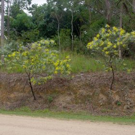keo la tron ( mimosa )