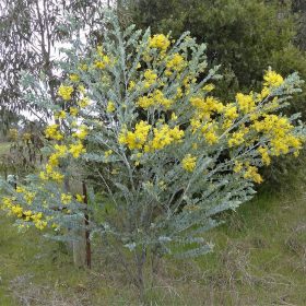 keo la tron ( mimosa )