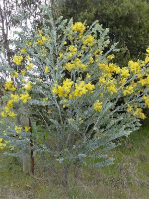 keo la tron ( mimosa )