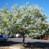 keo la tron ( mimosa )