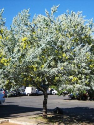 keo la tron ( mimosa )