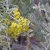 keo la tron ( mimosa )