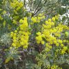 keo la tron ( mimosa )