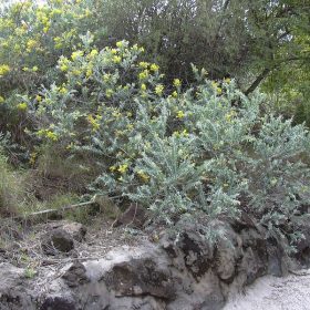 keo la tron ( mimosa )