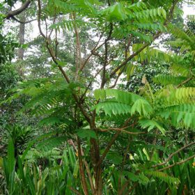 khe tau