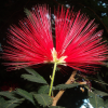 kieu hung surinam