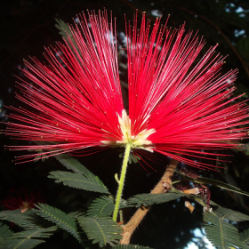 kieu hung surinam