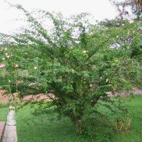 kieu hung surinam
